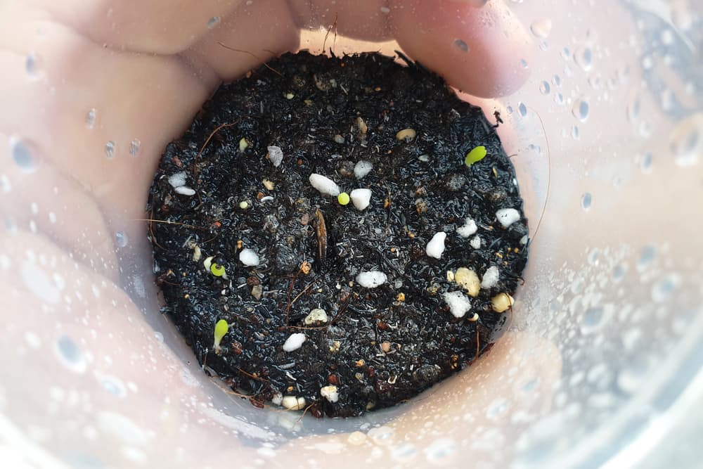 tiny succulent seedlings sprouting from a translucent container