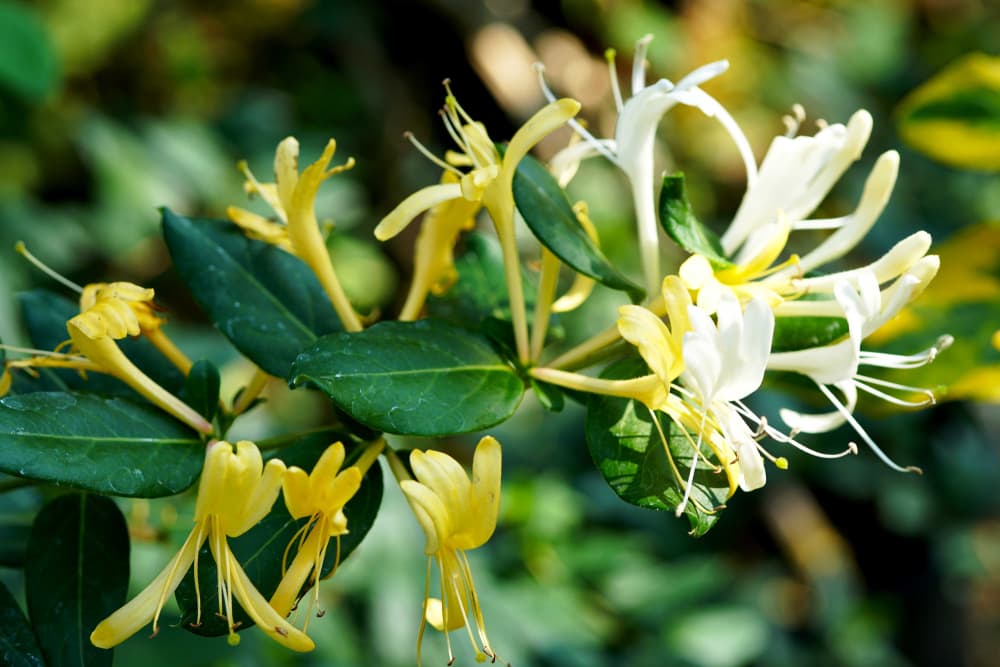 yellow and white flowers of Lonicera japonica