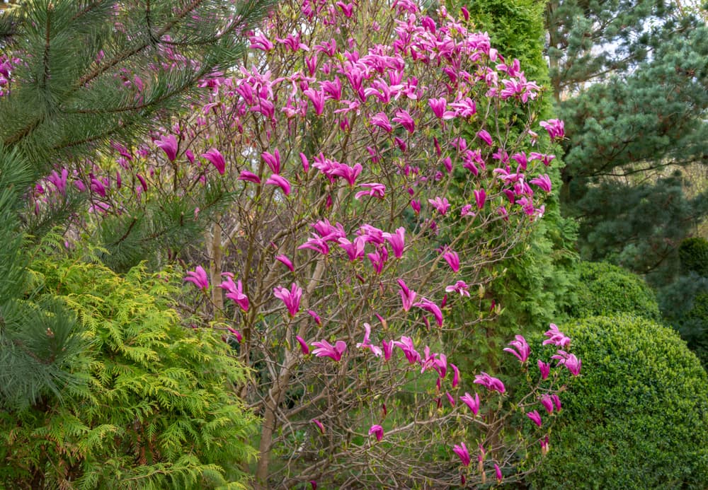 pink flowering M. liliiflora with many conifers in the background