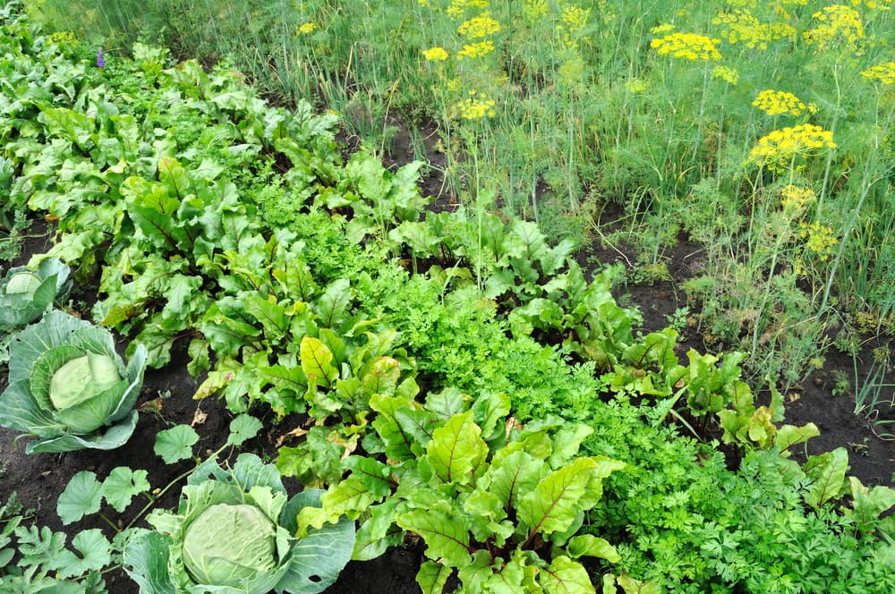 a vegetable garden with cabbages, beetroot and more growing together in rows