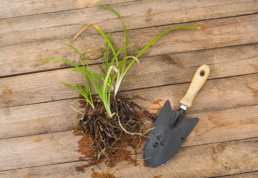 tangled tuberous roots of daylily on a wooden surface next to a hand trowel