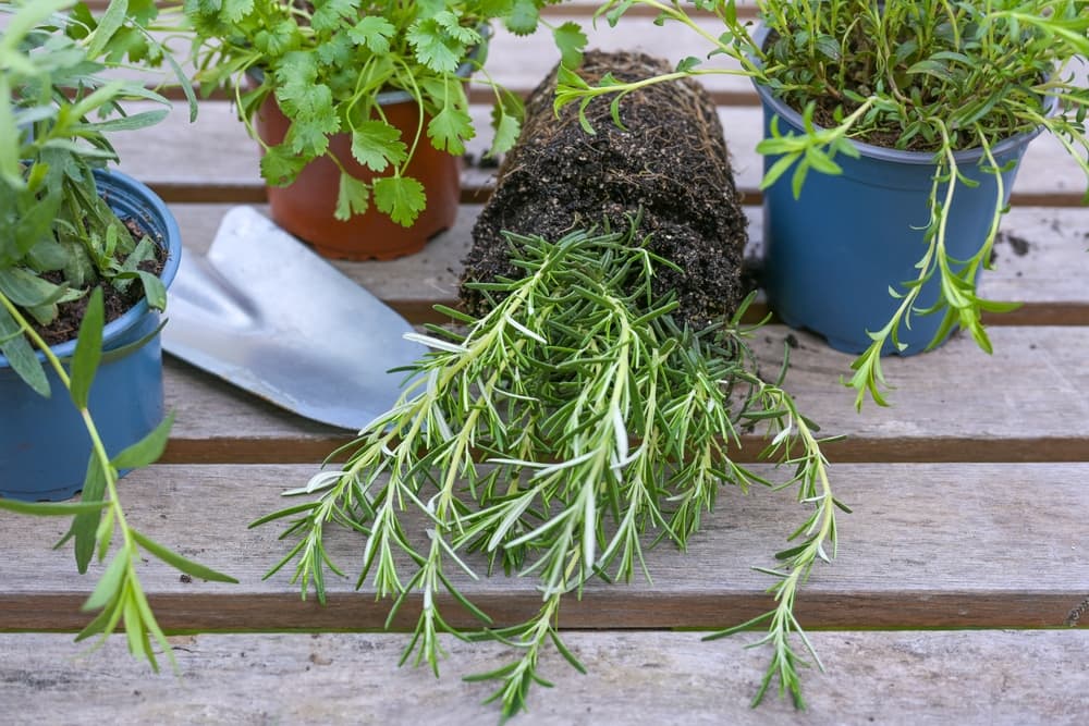 rosemary, parsley and tarragon ready for potting up