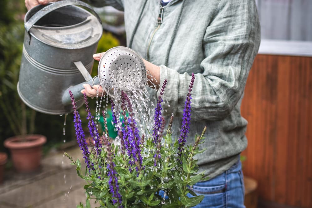gardener watering a small purple-flowering Salvia with a steel watering can