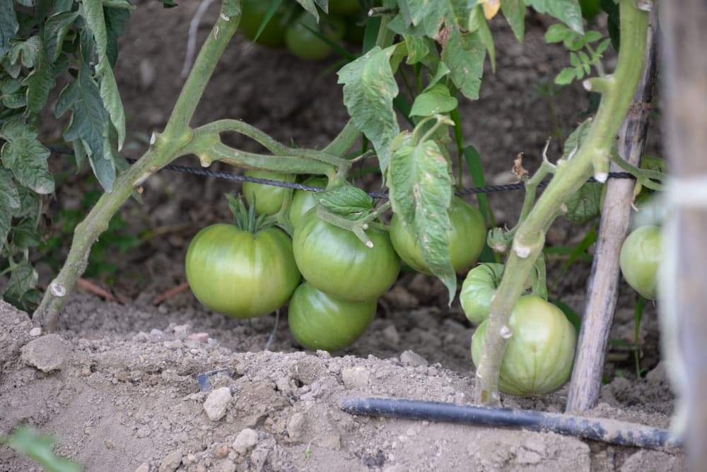 green unripened tomatoes