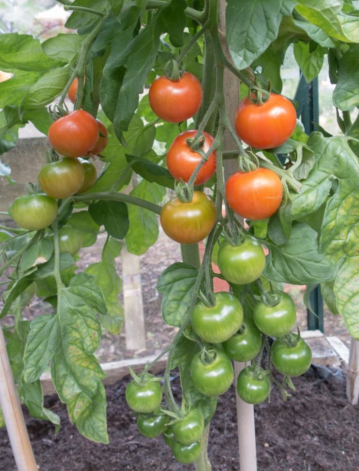 Growing Gardener's Delight With Dan Ori (One Of The Sweetest Tomato