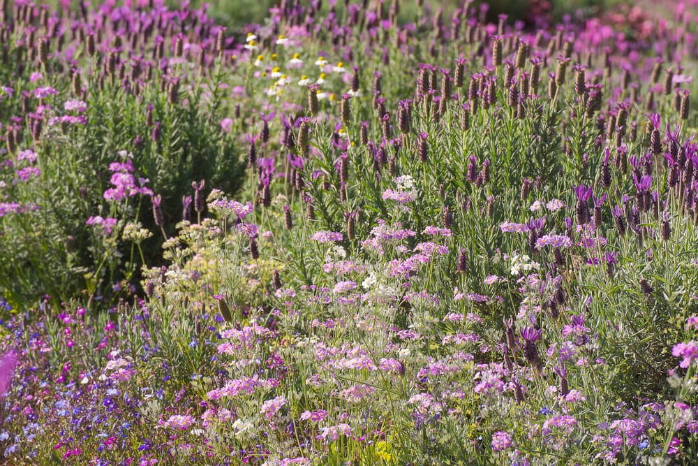 meadow garden with various types of lavender and various other wildflowers