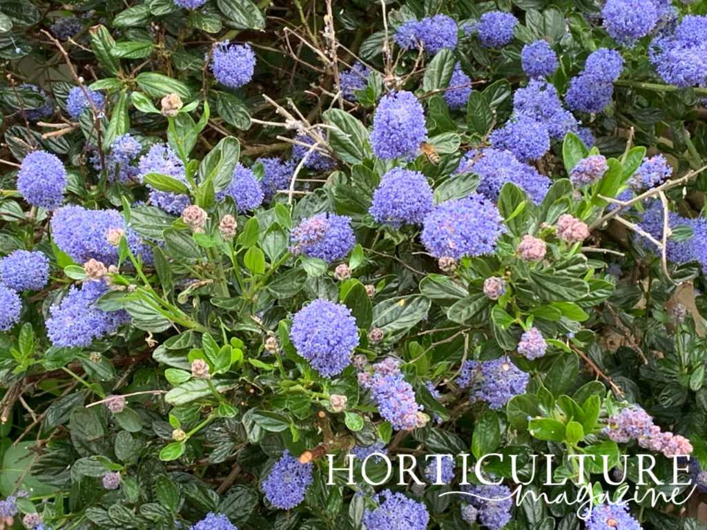 soap bush covered in several types of bee