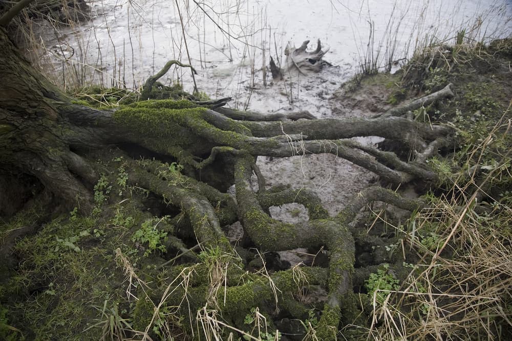 exposed shallow roots of a willow tree next to an open body of water