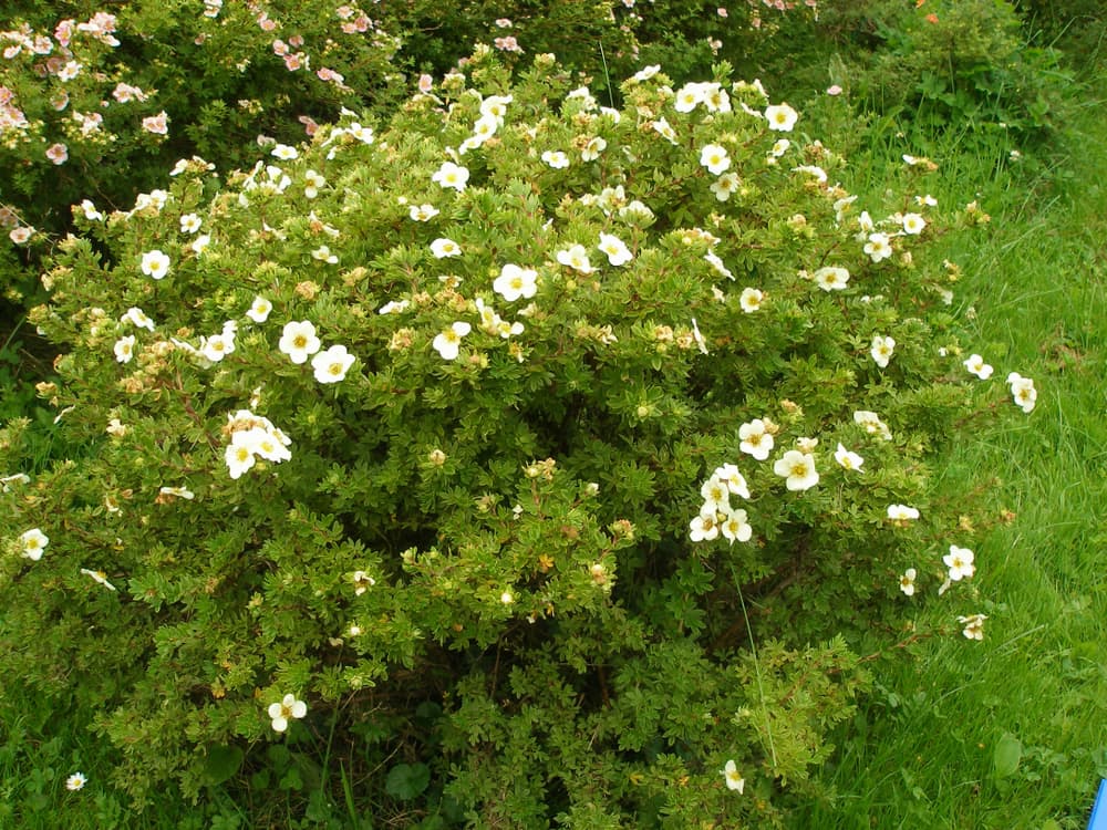 a large Shrubby cinquefoil 'Tilford Cream' shrub on a grass covered area