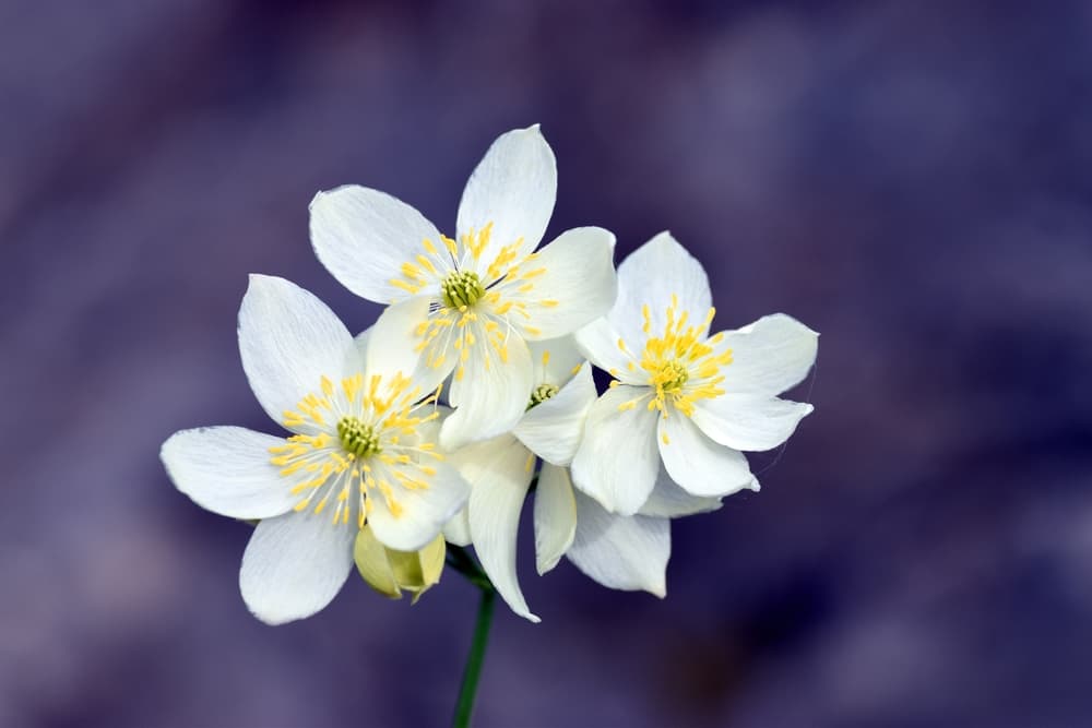 Thalictrum tuberosum flowers in focus with white petals and yellow stamen