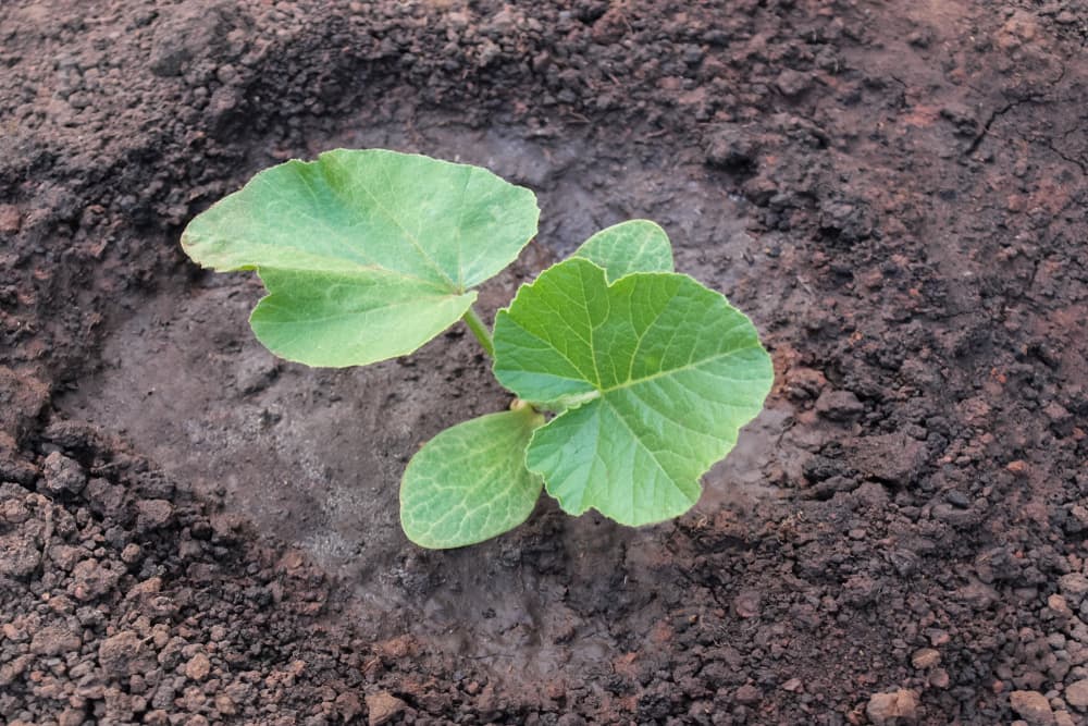 pumpkin seedling growing in a clay-like soil which has been heavily watered