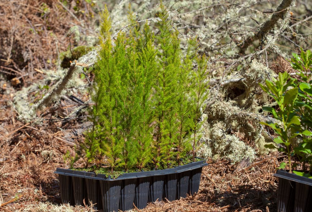 small plants of Erica arborea in black plastic pots ready for planting out