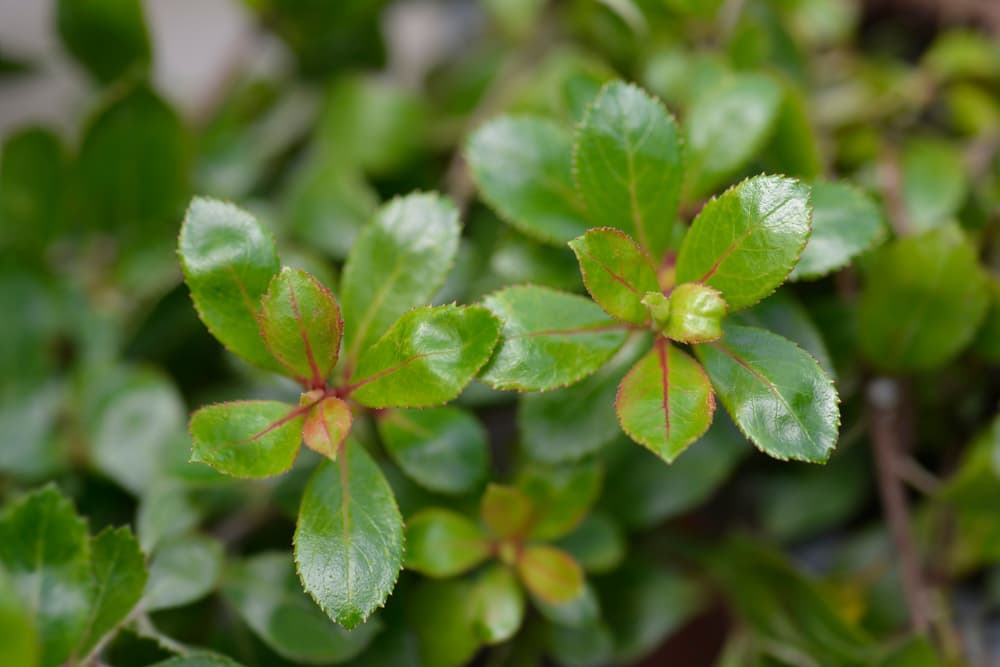 green serrated leaves of E. 'Red Dream'