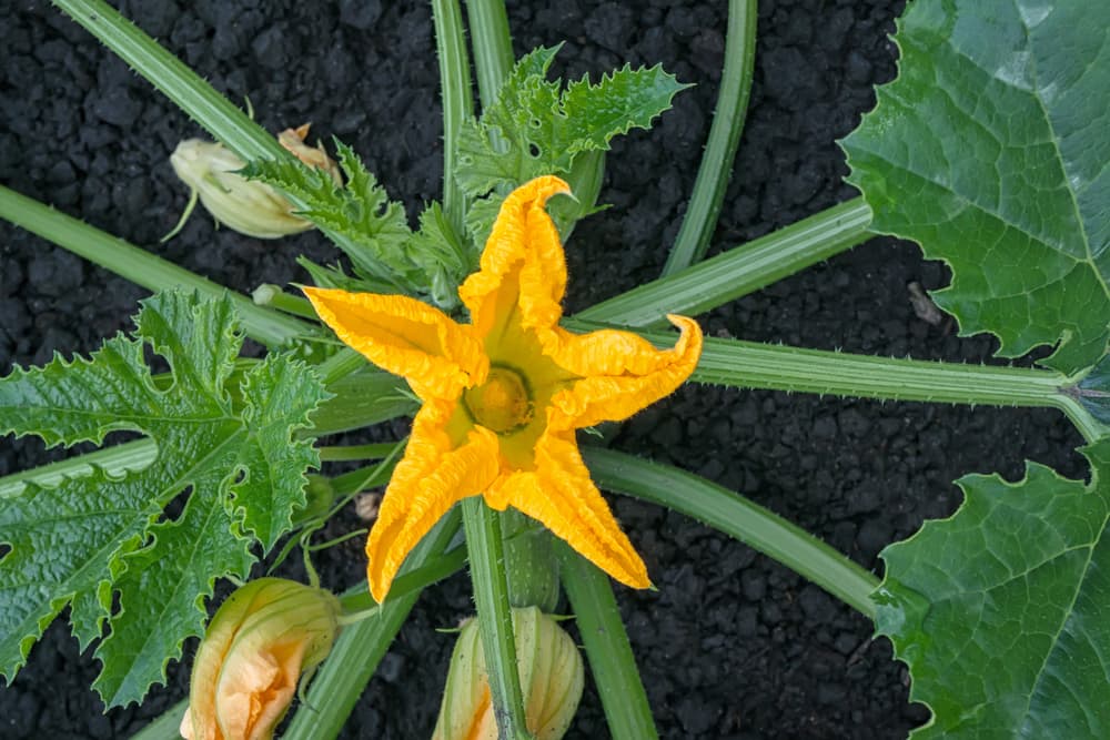 large yellow flower on the green stems of a marrow plant