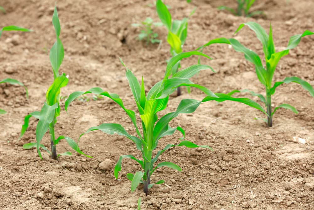seedlings of corn growing in dry ground