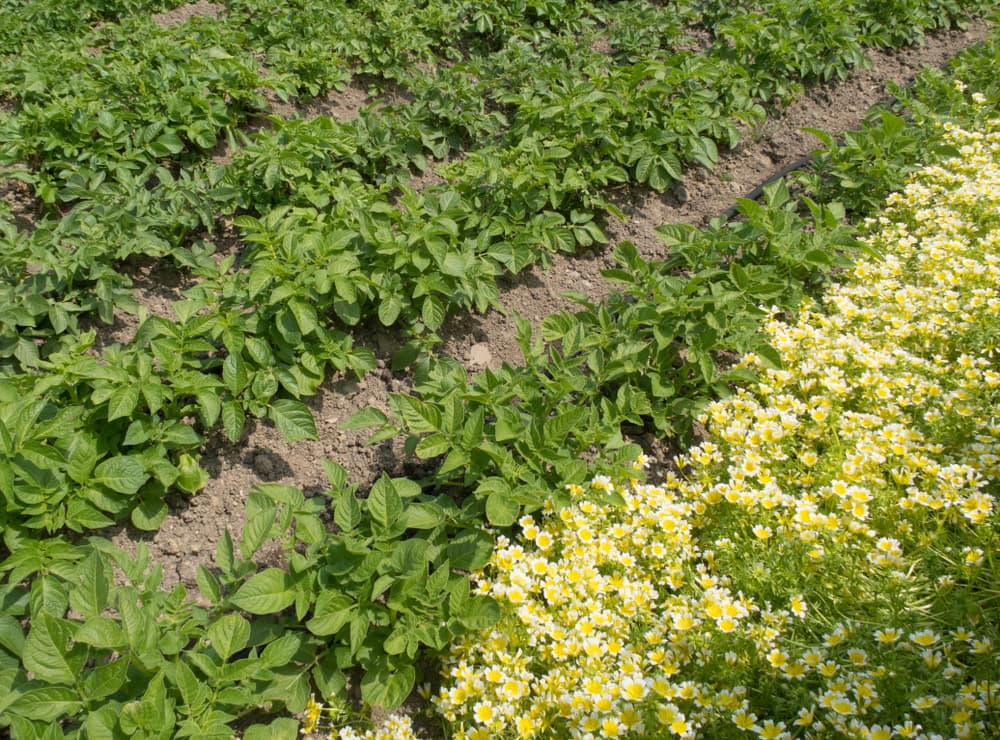 potato plants growing in rows with Limnanthes douglasii as companion plants
