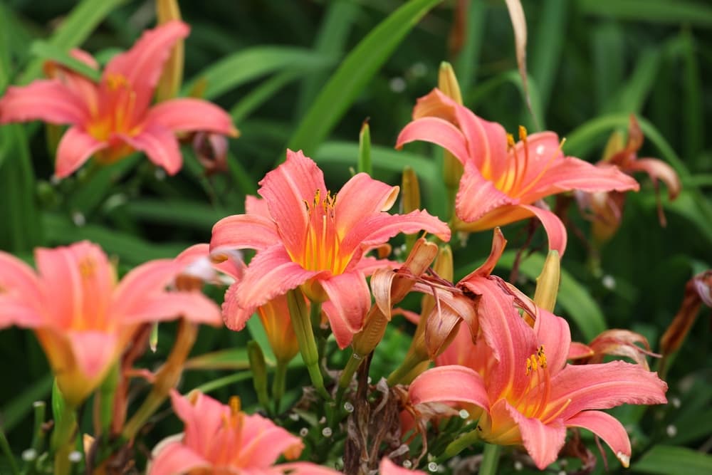 'Pink Damask' Hemerocallis flowers