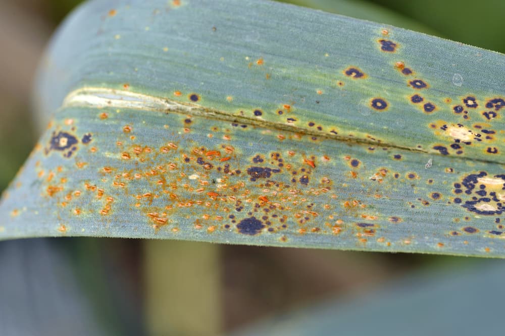 magnified view of leek rust on the leaf of a plant