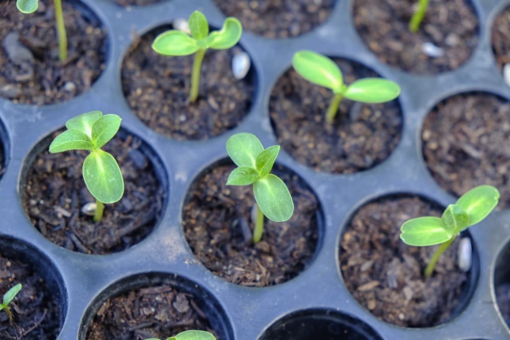 helianthus seedlings growing from a black plastic growing tray with individual modules