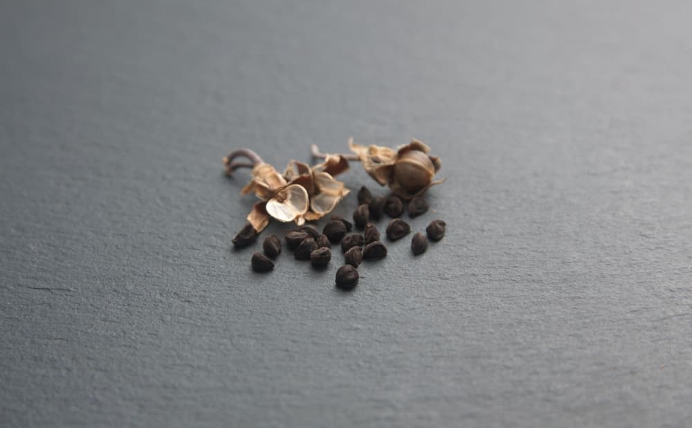 morning glory seeds split out of their shell on a dark grey surface