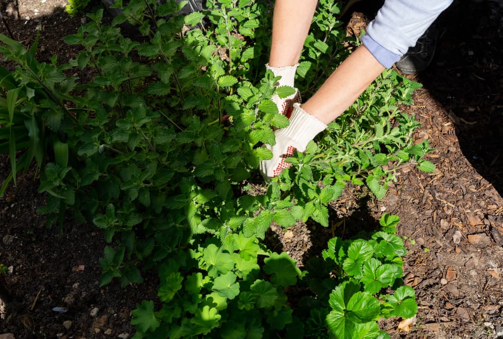 gloved gardener pruning back nepeta that looks very overgrown