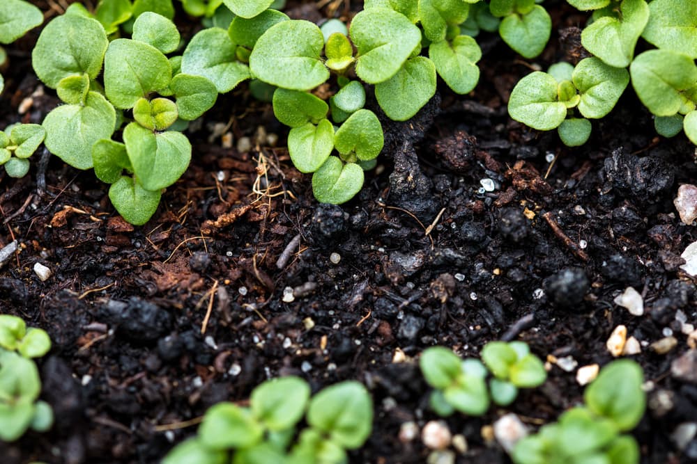 many oregano seedlings in moist soil