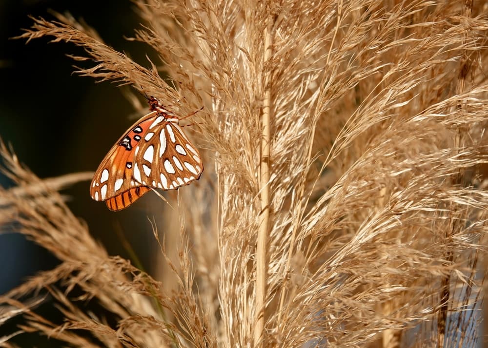 beautiful speckled butterfly resting on the old bristly panicles of pampas