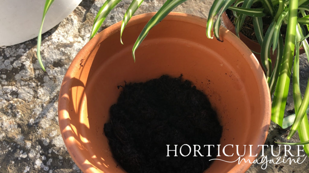 pot full of compost next to a spider plant with long thin green and cream leaves outside