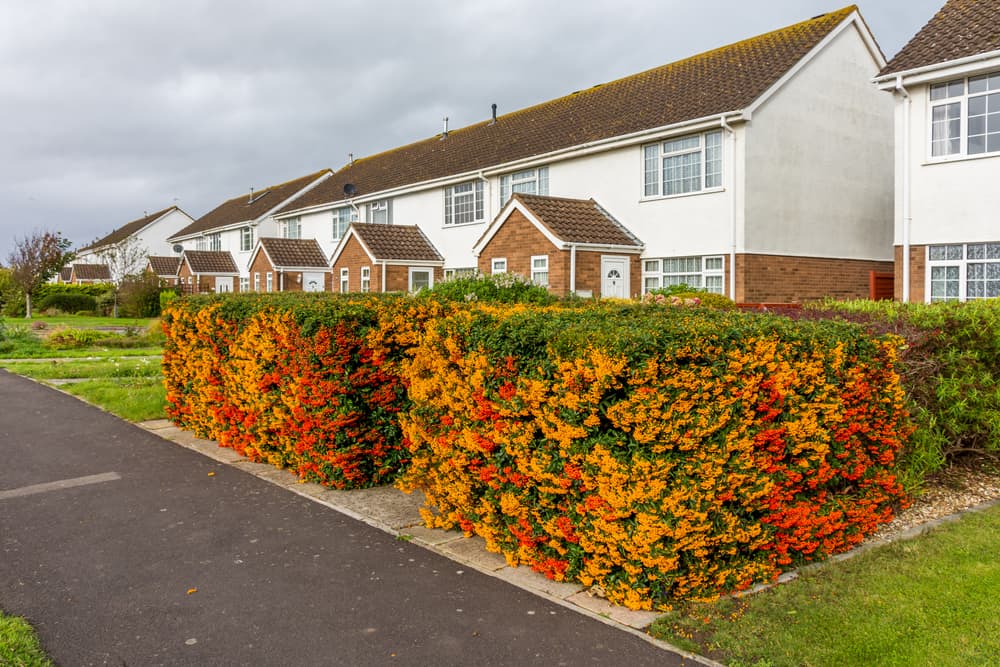 red and orange Pyracantha bushes pruned into square shapes in front of a row of houses