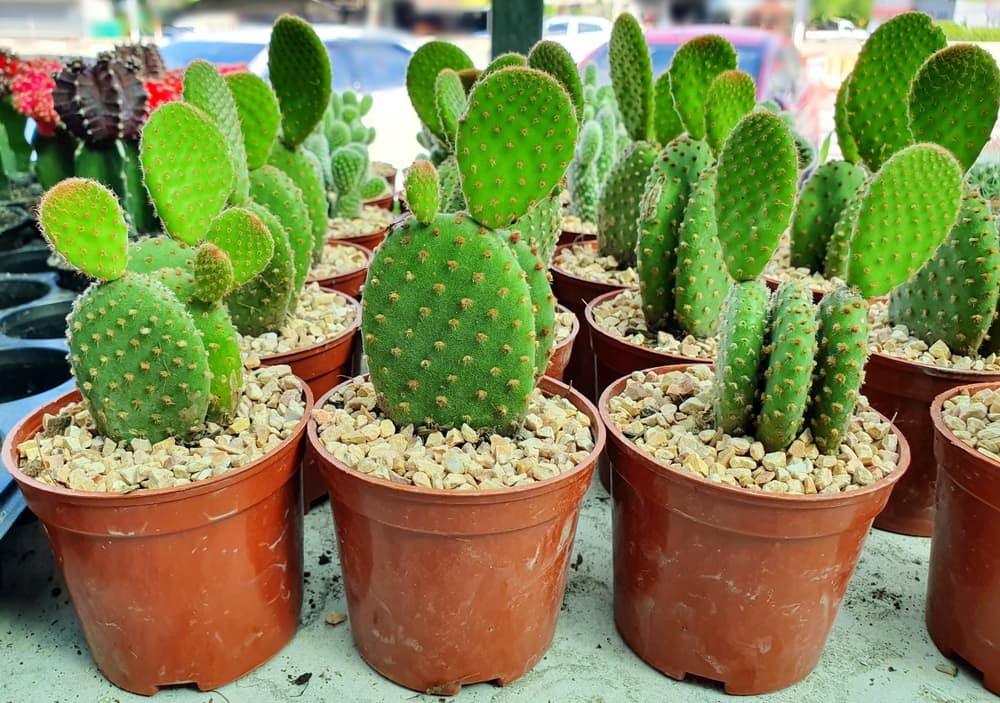 thorny Opuntia microdasys plants growing in pots and have their growing medium covered with rocks