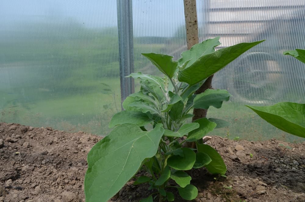 Solanum melongena thriving in a greenhouse