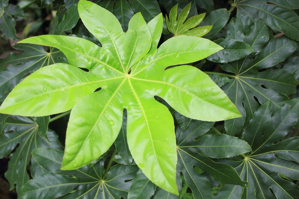 a new leaf of Japanese Aralia which is a lighter green than those in the background