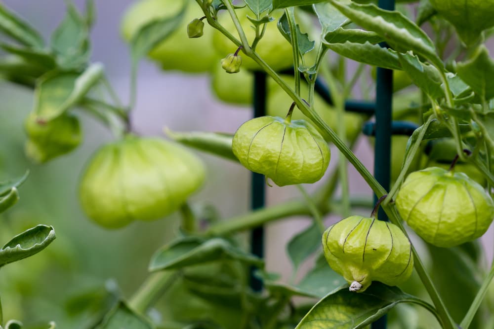 hanging round husks of tomatillo plant with an upright support structure visible in the background