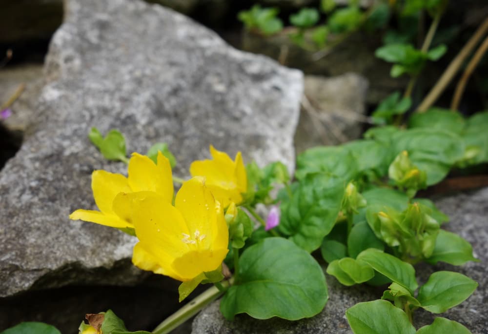 yellow flowers of creeping jenny shown in summer, with rocks in the background
