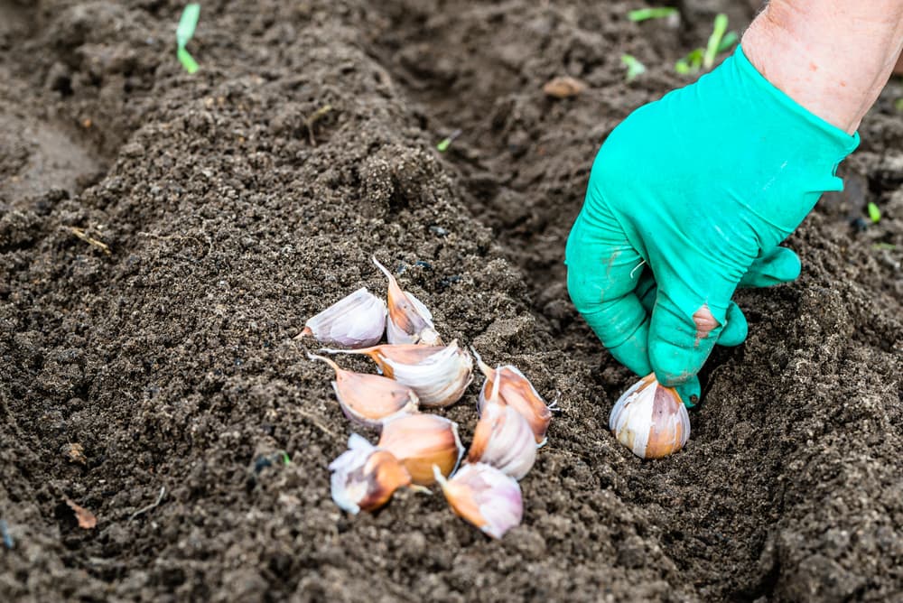 gloved hand of a gardener planting garlic bulbs in a soil trench