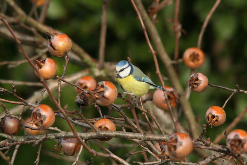 blue tit sat on the branches of a medlar tree with many fruits