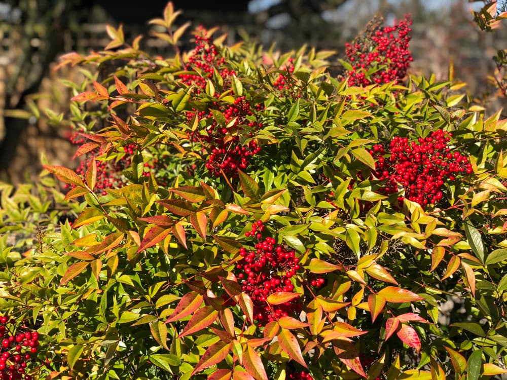 small red berries and leafy foliage of a nandina domestica shrub