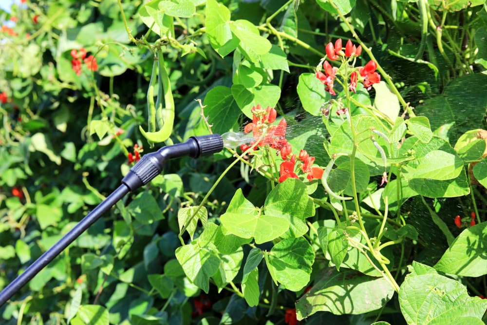 orange flowering runner bean plant being watered with a sprayer