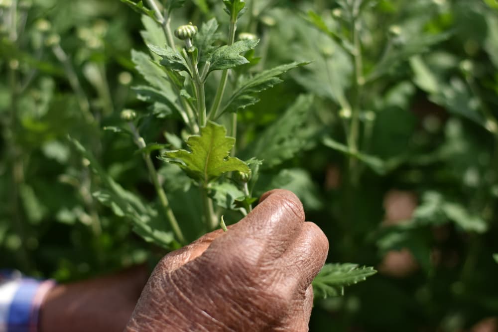 gardener pinching out chrysanthemum foliage with their hands