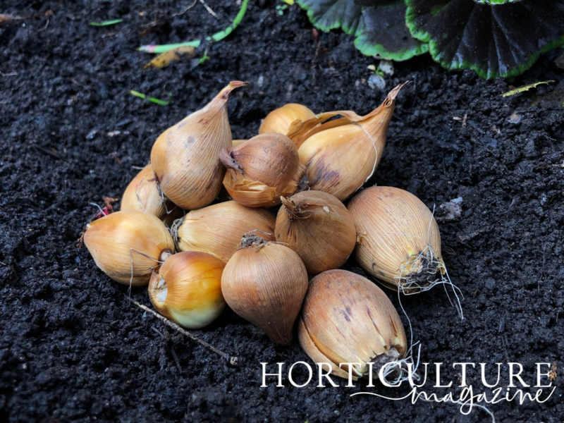 Planting & Growing Daffodils In Pots Horticulture.co.uk