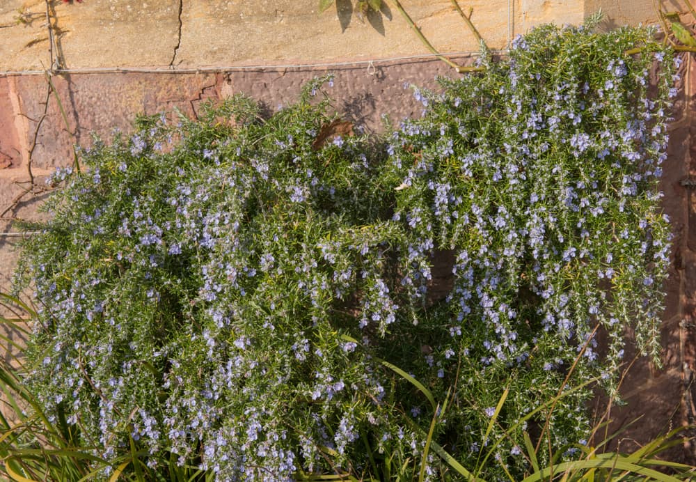 rosemary spilling out of hanging plant pots on a garden wall