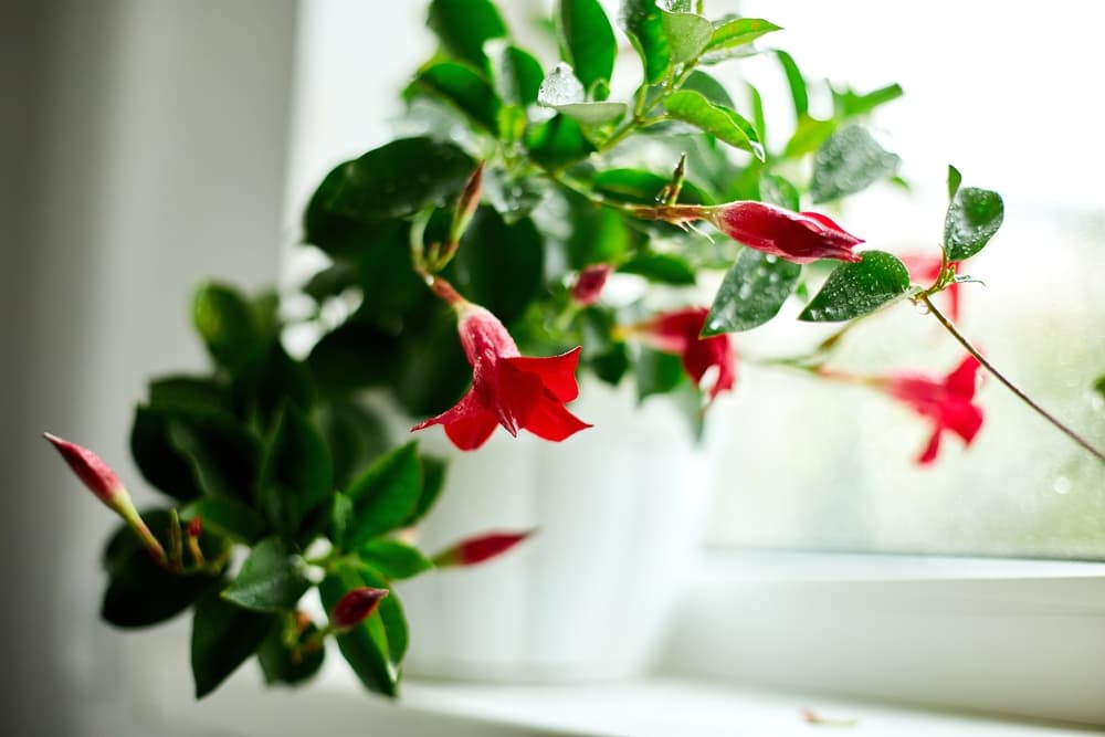 red flowering Mandevilla sanderi growing on a windowsill in a white pot