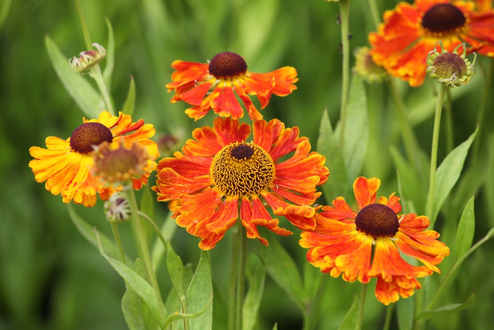 orange and yellow Helenium ‘Waltraut’ flowers