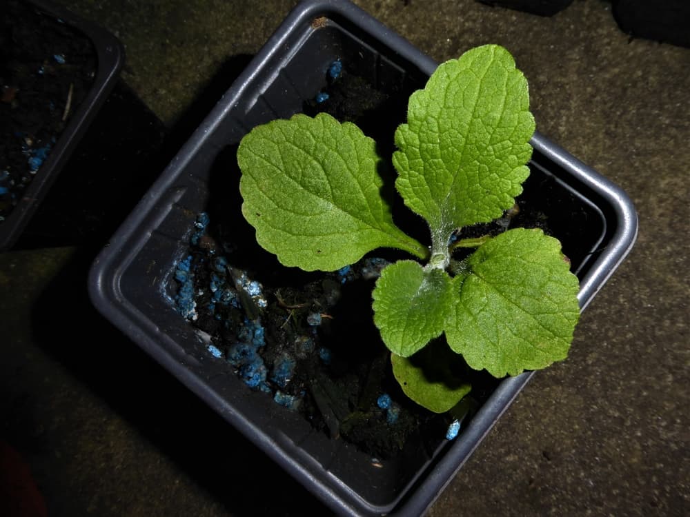 leafy foxglove seedling growing in a black indoor container