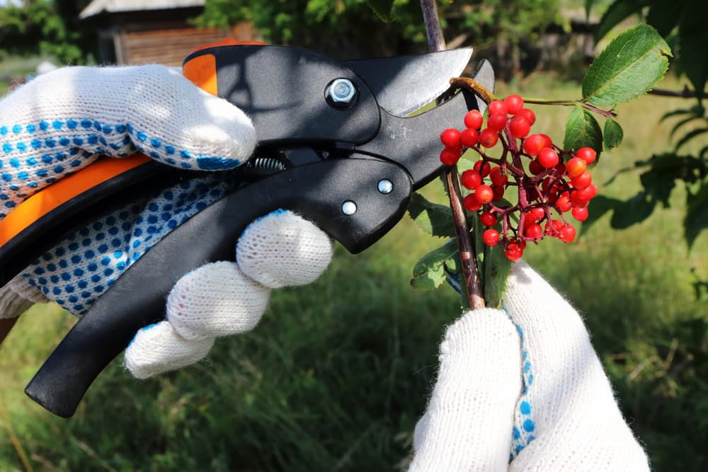 secateurs being used to prune ripe bunch of the red elderberry