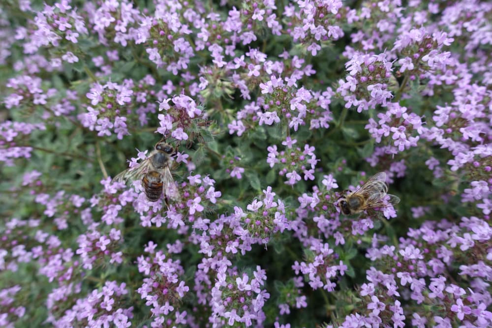 tiny pink flowers of Woolly Thyme covered in bees harvesting pollen