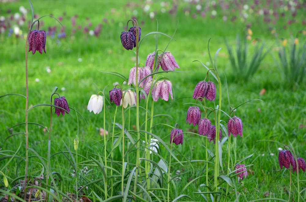 white, pink and purple flowers of Snake's head fritillary at the forefront of a large field