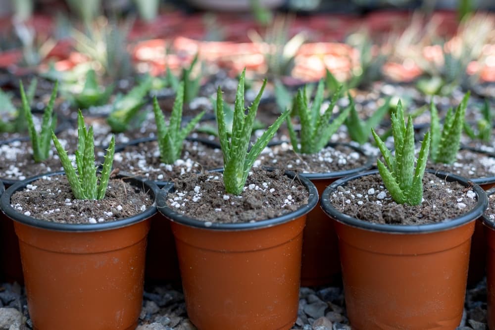 aloe pups growing in small containers filled with dry soil