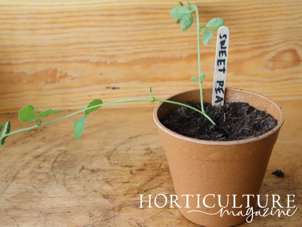 lathyrus plug plant placed in a small pot on a potting bench with a lollystick label that reads 'sweet pea'