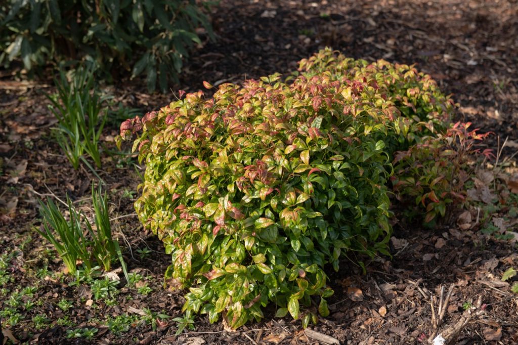 a heavenly bamboo shrub that has been pruned into a small hedge with red and green leaves growing in sunshine